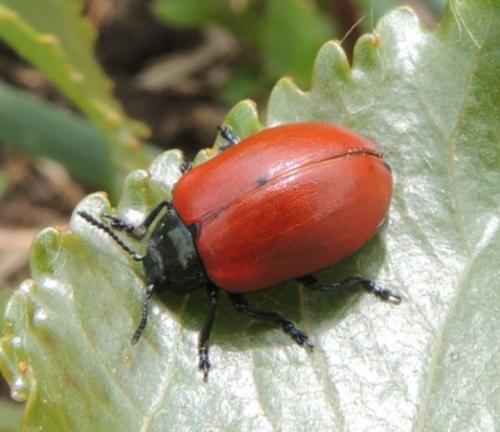 Réf. 200 128 : Chrysomela populi